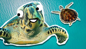 The Ultimate Turtle Quiz!