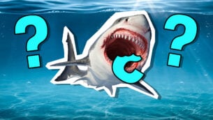 How Much Do You Remember About Sharks?