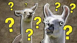 The Ultimate Llama Quiz