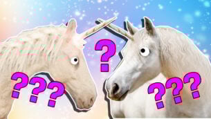 Ultimate Unicorn Quiz!