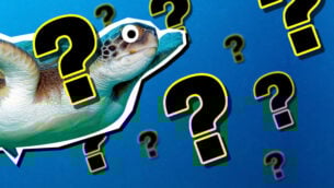 Play the Turtle Picture Quiz