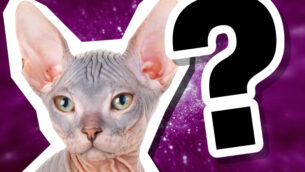 What Breed is my Cat?