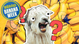 Llama or Banana Quiz!