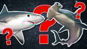 What Shark Am I?