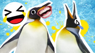 Penguin Jokes