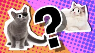 What Cat Breed Should I Get?