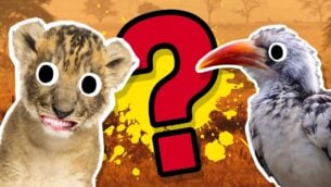 Lion King Lyrics Quiz