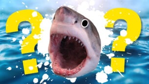 The Ultimate Shark Quiz!