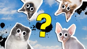 What Are The Best Cat Breeds For Me Quiz