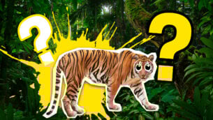 10 Question Big Cat Quiz To Get Your Claws Into!