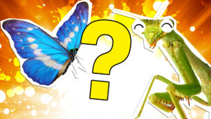 What Insect Am I Quiz