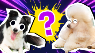 Dog Breed Picture Quiz