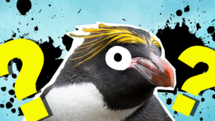The Ultimate Penguin Trivia Quiz