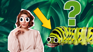 What Caterpillar Cake are You?