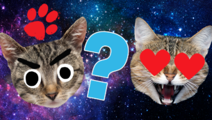 Does My Cat Love Me? Quiz